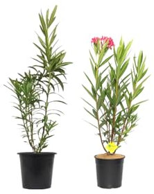 Pack de 2 Adelfa o Oleandro Natural Plantas de Flores para Jardines o Terrazas