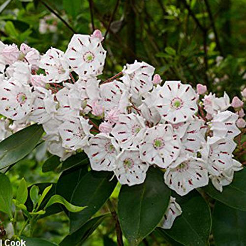 Kalmia Latifolia- Laurier Américain 25-30 cm en conteneur