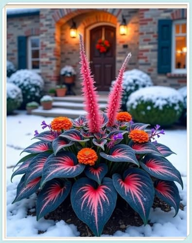 Rizoma de Hosta -Resistente al Frío, Ideal para Jardines de España-Rizoma de Hosta -2 Rizoma-D
