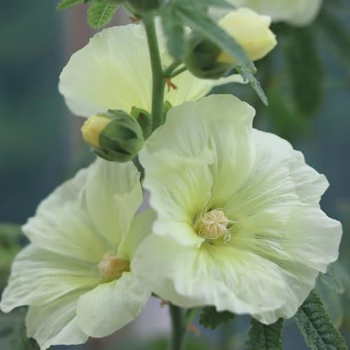 Semi di malvarosa resistente - decorazione del soggiorno, giardino 550pcs