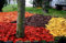Astillas de madera decorativas – Coloridos corteza colorida – corteza de jardín – 20 kg (rojo)