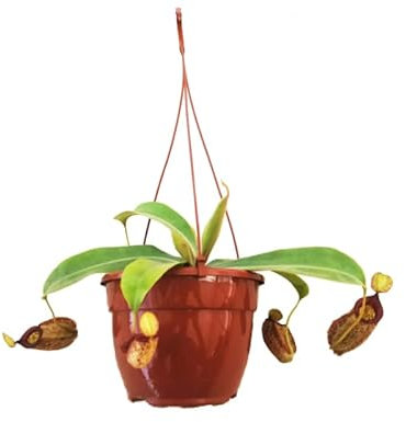 Planta Copa de Mono - Planta Carnívora - Nepenthes - Planta Jarra