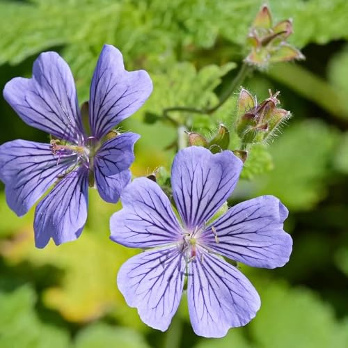 semillas resistentes de geranio - exterior Decoración jardín primavera perennes 200pcs