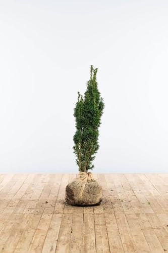 Eiben ‚Fastigiata Robusta‘ – Schmale Säuleneibe – Taxus baccata – Heckenpflanze – Auswahl der Höhe 60–200 cm – immergrün & kompakt – ideal für dichte Hecken und Sichtschutz (Variante 60-80cm)