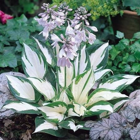 Graines de plantes Hosta fraîches et neuves, 40 pièces