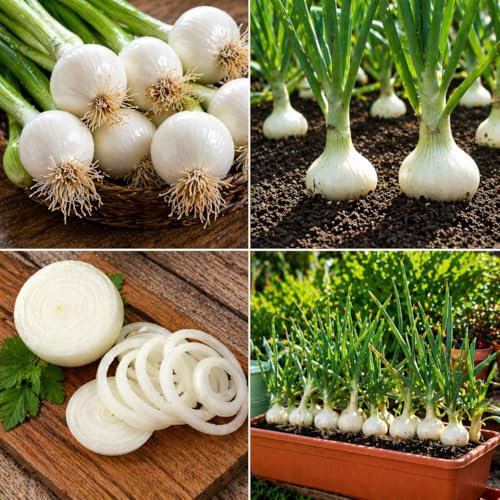 300 Semi Cipolla Bianca di Barletta – Varietà Dolce Precoce | Cipolla Bianca da Orto, Alta Germinazione, Ideale per Coltivazione in Vaso e Campo
