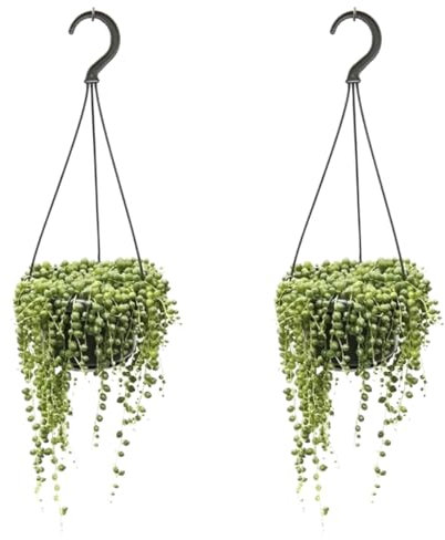 Plant in a Box - Senecio Rowleyanus - 2er Set - Perlenschnur - Hängepflanze - Topf 12cm - Höhe 10-20cm