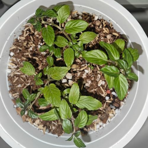 semi di menta piperita biologici - giardino per interni estremamente resistenti per balconi esotiche 50pcs