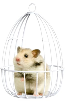 Goowafur Hamster Hamac | Jouets pour Hamster Nain Fer - Maison Nid Hamac Cachette Entraînement Fournitures pour Rongeurs Lapins Nains