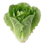 Semillas de Lechuga Romana para Producción Doméstica DECOALIVE | Fácil de Cultivar