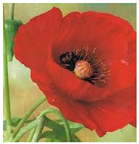 Papaver glaucum Tulip Poppy – Türkische Mohnblume - 20 Samen