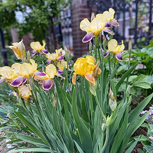 6 Stück schwertlilie gladiolen schwertlilien knollen gelb zwiebeln winterhart mehrjährig Iris pflanzen topf balkonpflanzen bienen geschenk büropflanzen bienenweide