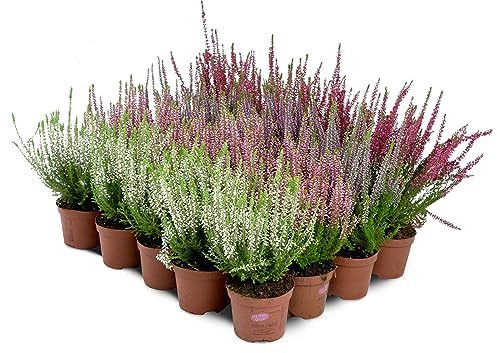 Erica Brugo Calluna Vulgaris Piante in vaso – Resistente – Miscela di colori (20 pezzi/4 colori)