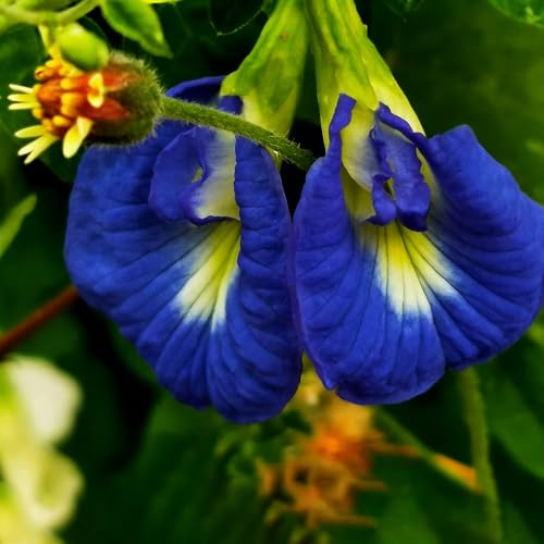 Semillas de guisante mariposa - Semillas de Clitoria ternatea jardín interior resistentes sol otoño 300pcs