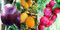 Familienbaum Trio Pflaume, 3 Sorten Pflaumen Baum Stela-Aprimira-Kometa