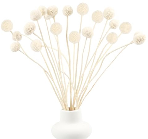 20 st Billy-bollar blommor torkad gyllene boll blomma bukett craspedia Globosa dekor för hantverk krans tårtdekor bröllopsdekor fest bordsuppsatser