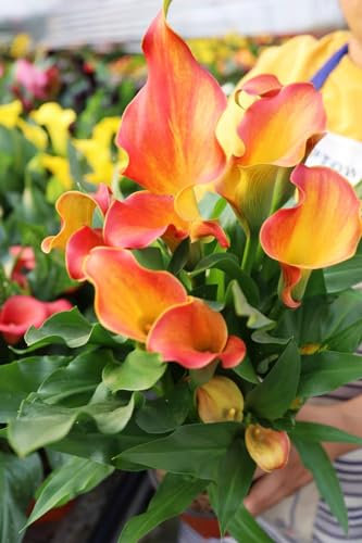 Calla Lily Zwiebeln Calla lily plant Calla lily plants live Calla winterhart mehrjährig Calla zwiebeln winterhart mehrjährig