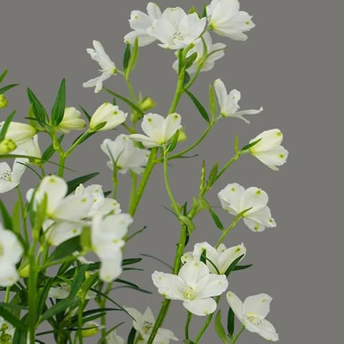 Rittersporn Samen - pflanzen für draußen winterhart Consolida ajacis - rittersporn pflanze winterhart bio saatgut, deko blumen alte sorten saatgut bonsai samen wohnzimmer deko 40pcs