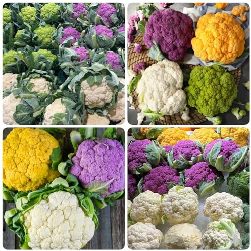 Semillas de coliorgánicas, coli- raras orgánicas, jardín de antiguas variedades 150pcs