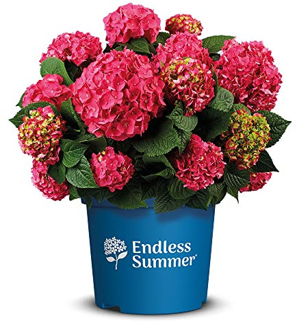 Endless Summer Hortensie 'Summer Love', rot, Bauernhortensie, Hydrangea, Blume, winterhart, Pflanze für Garten, Terrasse, Balkon oder Kübel