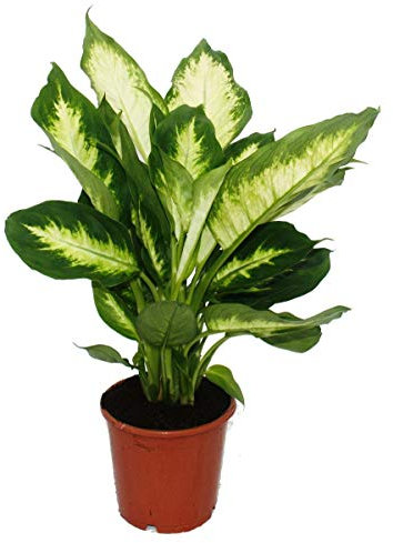 Exotenherz - Dieffenbachie Camilla - 1 plante - Plante d'intérieur facile d'entretien - Purificateur d'air - Pot de 12 cm