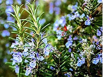 Graines d'herbes de romarin pour l'expédition est gratuite Achetez, expédions trois