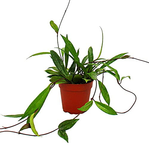 Exotenherz - Plante d'intérieur suspendue - Hoya pubicalyx - Fleur de porcelaine - Fleur de cire - Pot de 12 cm