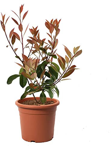 Kentis - Photinia × Fraseri Red Robin - Fotinia Pianta Vera da Giardino - Piante da Siepe da Esterni Sempreverdi - H 40-50 cm Vaso Ø 18 cm