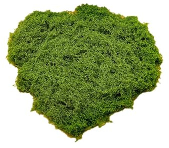 Fgbetcv Preserved Moss for Crafts,Green Reindeer Moss for Potted Plants,Green Moss DIY Art Wall Floral Moss Terrariums Gardenning Decor Wedding Easter Table Home Office Decoration (D)