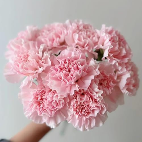 Nelken Samen Winterhart Mehrjährig, bio saatgut, wildblumensamen Bartnelken Samen, Nelkensamen, blumenwiese samen mehrjährig winterhart gartenpflanzen winterhart bienenweide saatgut 500pcs