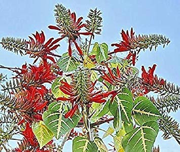 Potseed Germination Les graines: Erythrina Variegata, Arbre Corail Indien Griffe de Tigre Frais tropicaux Graine 10 graines