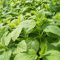 Luojuny Semillas de Stevia, 400 Unids/bolsa Semillas de Stevia Hierba perenne de alto rendimiento Hermosas hojas verdes Plantas para horticultura Semillas de Stevia