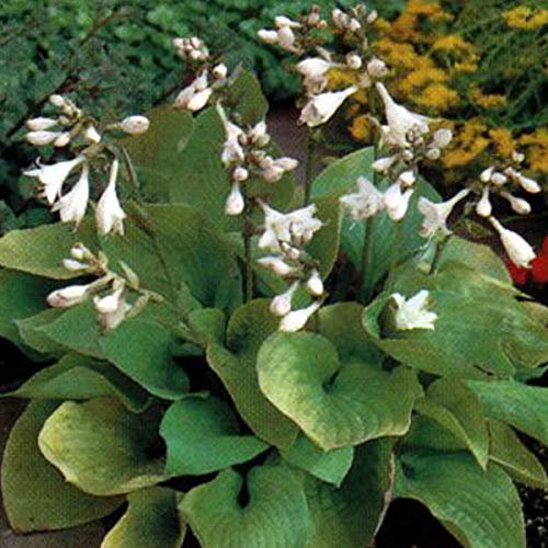 6 x Hosta 'August Moon' - Godet 9x9cm - Feuillage jaune, floraison estivale, bordures