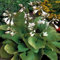 6 x Funkie August Moon - Hosta 'August Moon': Goldgelbe Blätter, ideal für schattige Gärten.