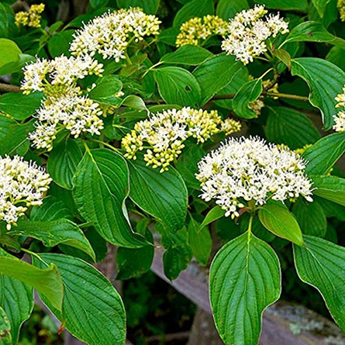 Cornus Alternifolia- Cornouiller à feuilles alternes 60-80 cm en conteneur