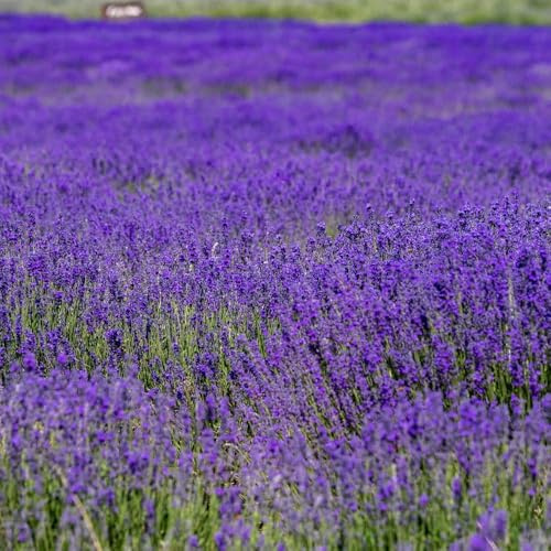 550 piezas semillas de lavanda resistentes - de lavanda semillas del balcón jardín primavera balcón con cama elevada