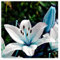 Bulbi di Giglio - Piante eleganti per giardini e balconi, Giglio rosso bulbo,Lilium candidum bulbi, Giglio bulbi-4 Bulbi