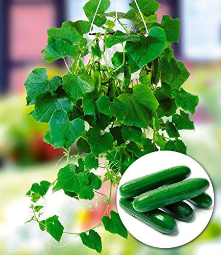 Ultrey Seed House - 30 pcs Hanging Mini Cucumber 'Mini Stars' F1 Organic Cucumber Seed Snack Vegetable Fruit Seeds High Yield Perennial Hardy for Garden Balcony/Patio