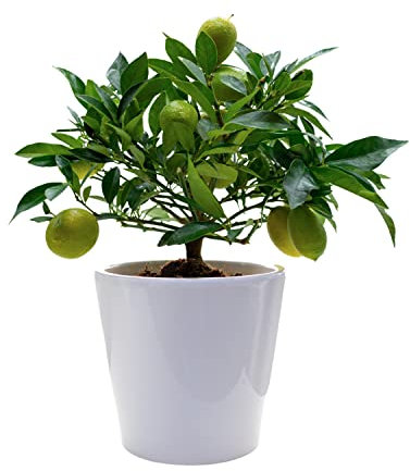 Lakeland o Limonella - Limonero enano - Cítricos Comestibles - Maceta Cerámica 16cm - Planta Viva Preciosa para Tu Jardín o Balcón