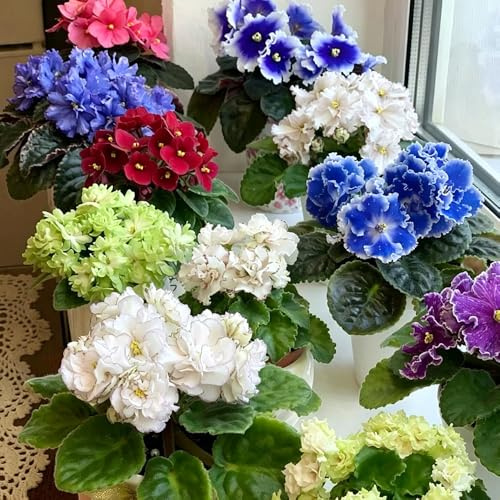 usambaraveilchen schnittblumen veilchen balkon deko wildblumensamen herbstaussaat topfpflanzen blumensamen herbstaussaat mehrjährig blumengarten blumensaat 400samen