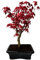 Bonsai Baum mit Keramik Blumentopf - Ligustrum, Ficus, Carmona, Podocarpus, Chinese elm - ca. 6-9 Jahre (20cm Schale ca. 8 Jahre, Acer Deshojo P20)
