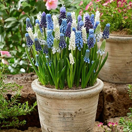 Mélange Économique de Muscari (100 bulbes), Mélange de 5 variétés et couleurs des Pays-Bas, vrais bulbes à fleurs hivernaux et vivaces (pas de graines) pour le jardin et les pots.