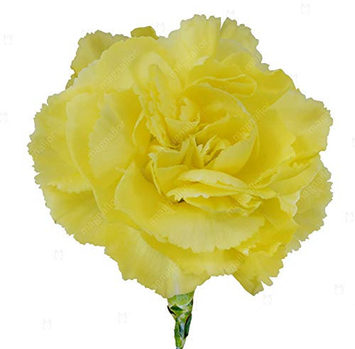 50 Carnation Chabaud Marie Yellow Seeds - Dianthus Caryophyllus - 50 Seeds