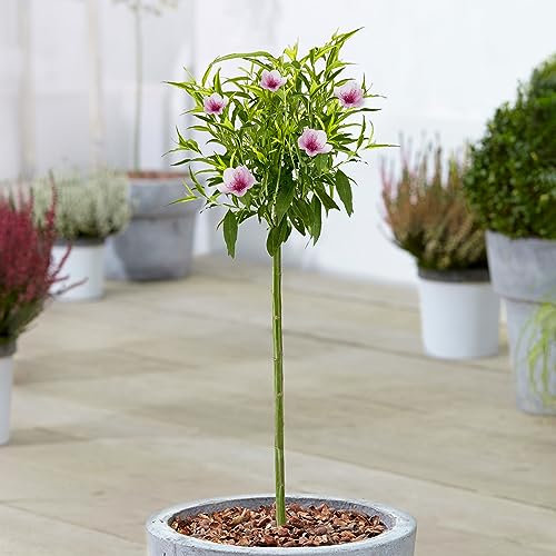 Arbre de patio Prunus Pink Peachy, robuste et prêt pour le jardin extérieur. Arbre en fleurs dans un pot de 3L.