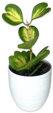 I GIARDINI DI GIULIA - Hoya Kerrii Variegata | Foglie a Forma di Cuore | Pianta Vera in Vaso Ceramica 16 cm | Facile Propagazione | Pianta Rara da Collezione, Verde e Giallo