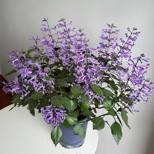 semi di lavanda, giardino tappezzanti, tappezzanti resistenti di lavanda perenni, medicinali, balcone di medicinali, 400pcs