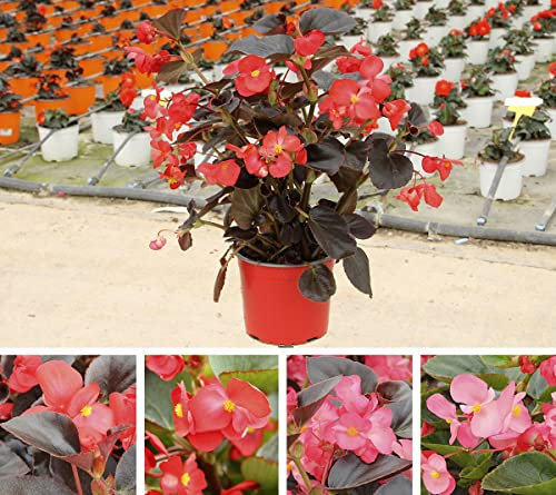 Flor Natural Begonia Hybrida - PACK 4 UNIDADES - Plantas Vivas para Exterior, Terraza y Jardín
