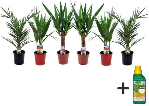 Plant in a Box - Indoor Palme Mix - 6er Mix - Pokon - Washingtonia - Yucca - Phoenix - Topf 14cm - Höhe 50-70cm