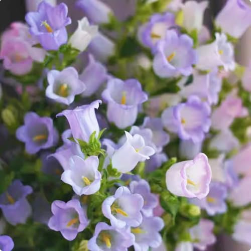 1000 Graines de Bellflower | Graines de Campanule Héritage | Fleurs Bleuets Pour Jardin, Pots, Plantes en Conteneur (Violet clair)