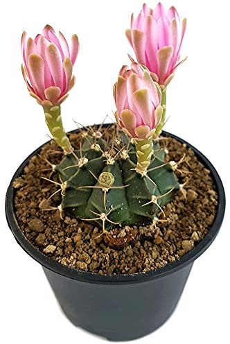 Fangblatt - Gymnocalycium mihanovichii - feengleicher Kaktus mit rosa Blüten - Ø 9 cm Topf - pflegeleichte Sukkulente